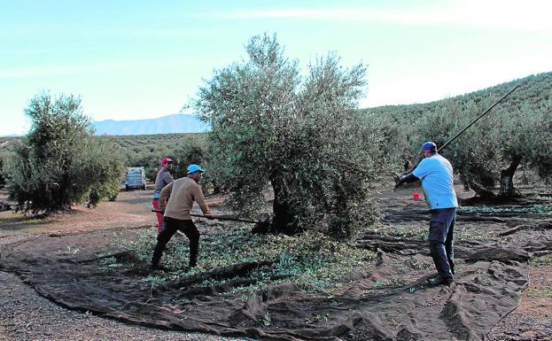 La labor preventiva de la Guardia Civil 'pone freno' a los ladrones de aceituna