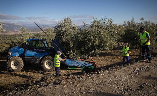 La provincia produce hasta el 1 de enero menos de un tercio del aceite de oliva aforado