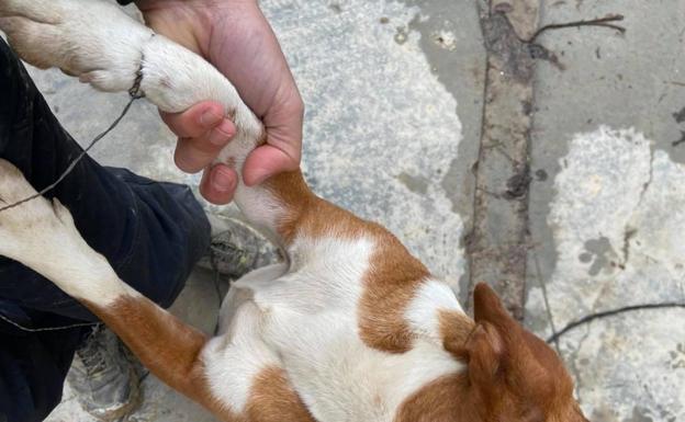 Encuentran a un perro en Granada con un lazo trampa clavado en la pata: así es esta técnica ilegal