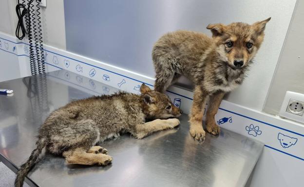 La historia de Sopa, la mascota de Aitana: de ser abandonada en Guadix a 'triunfar' en las redes