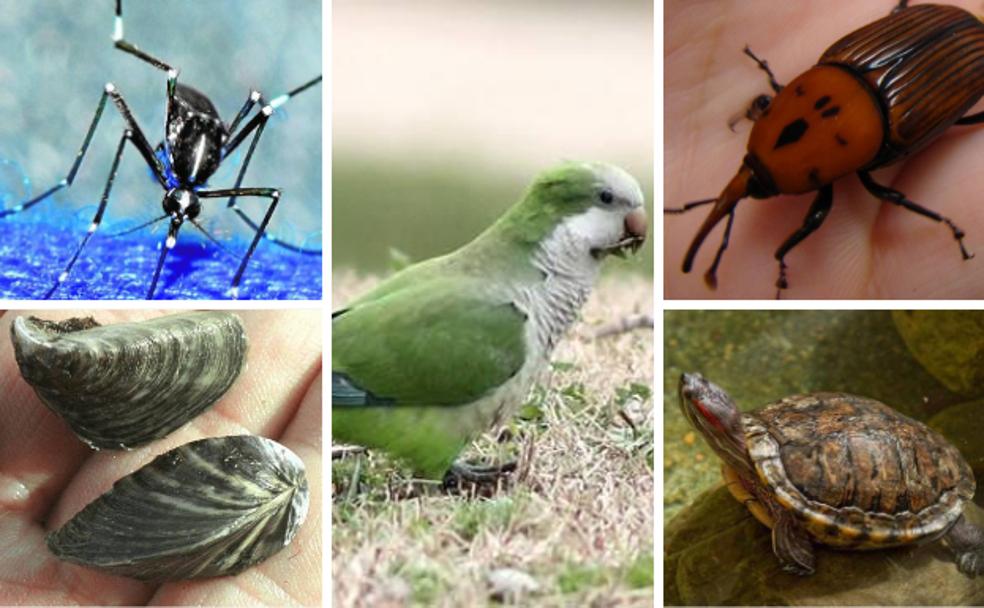 Las 5 especies invasoras que más preocupan en Granada
