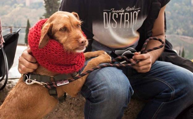 Un juzgado de Granada obliga a una mujer a devolver una perra adoptada