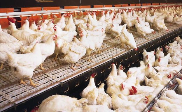 Aumentan las medidas de seguridad por la influenza de la gripe aviar