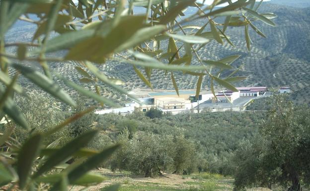 El expediente Paisaje del Olivar, pendiente de su evaluación por el Consejo de Patrimonio Histórico
