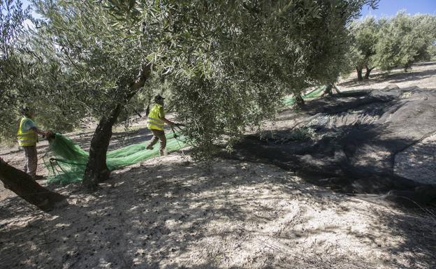 PSOE y PP siguen enfrentados por los efectos de la nueva PAC en Andalucía