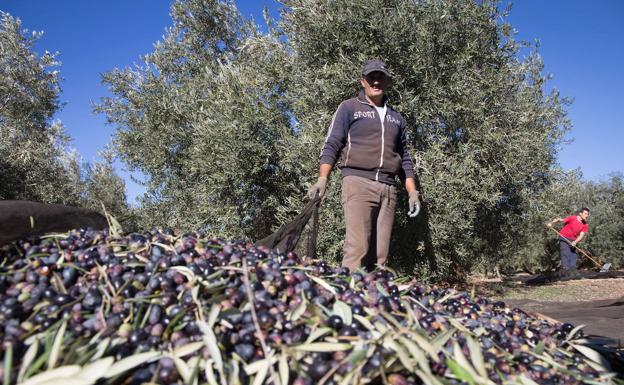 La Junta acusa al Gobierno de «querer arruinar» a los agricultores andaluces con la transición a la PAC