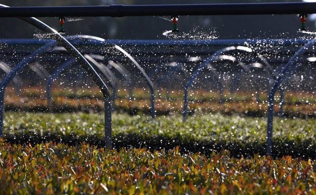 Ence aspira a fondos europeos para una planta de cogeneración en Almería que crearía mil empleos