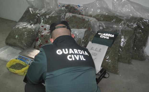 La Guardia Civil se incauta de más de siete mil plantas de marihuana durante el pasado mes de enero en Granada
