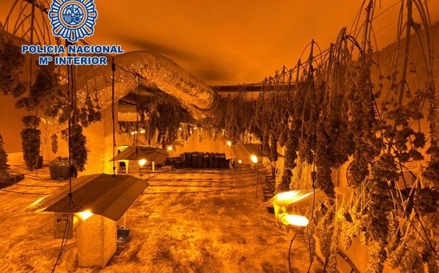 Doble operación contra la marihuana en dos casas de Motril y Dúrcal
