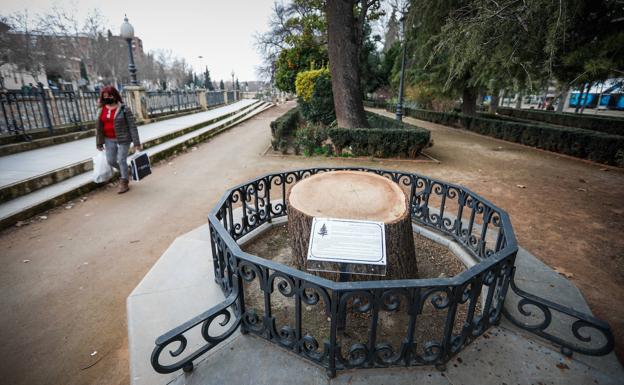 Epitafio para un cedro de Granada que no pudo llegar a los 100 años