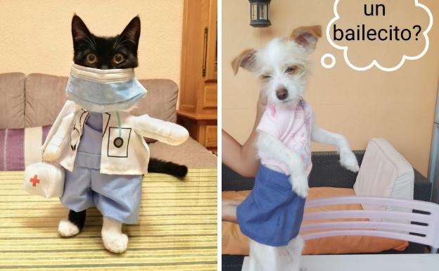 Una perra disfrazada de médico gana el carnaval de mascotas de Vegas del Genil