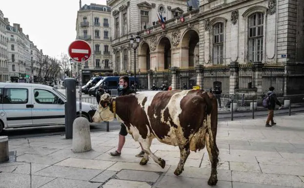 Un ganadero conduce su vaca al Ayuntamiento de Lyon para protestar./AFP