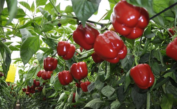 Andalucía es la primera región agroalimentaria de España: concentra el 20% del valor añadido bruto y el 22% del empleo