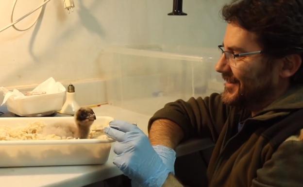 El quebrantahuesos jienense bate alas para un año de récord