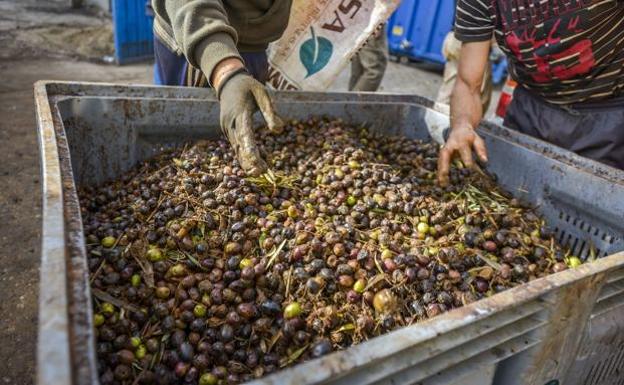 Arranca la rebusca de la aceituna en Jaén con novedades