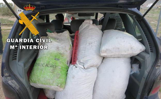 Nueve investigados por el robo de más de dos toneladas de aceituna en Jaén