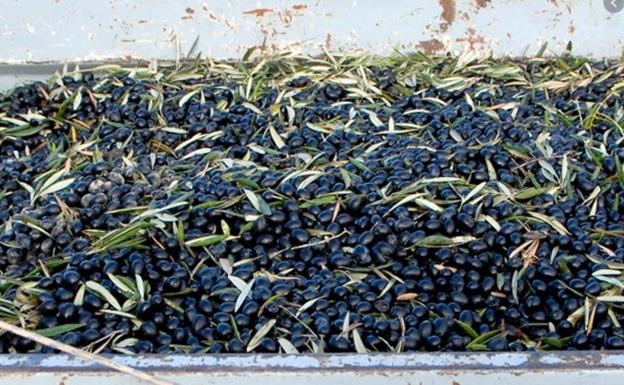 Cuatro delincuentes de Rumanía roban 10 toneladas de aceituna en la provincia de Granada