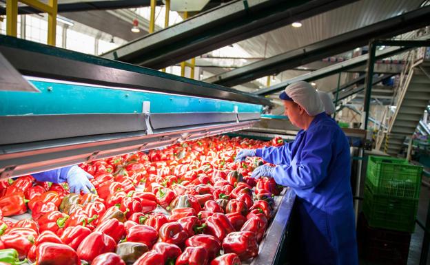 La exportación agroalimentaria genera 3.215 millones de euros en Almería