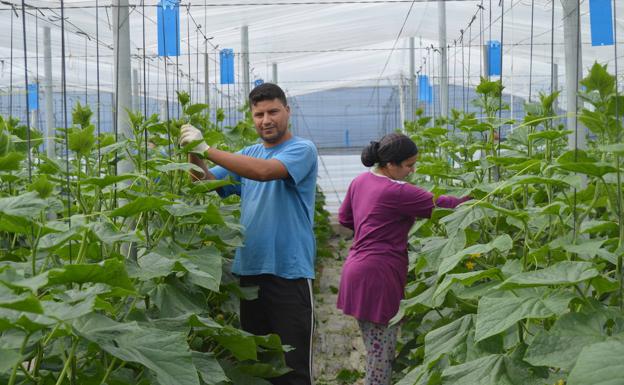 La explosión 'eco' arrasa bajo el mar de plástico de Almería