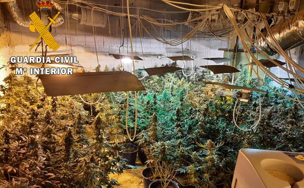 Dos detenidos por cultivar 557 plantas de marihuana en Huelma