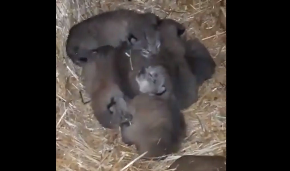 Un pajar de Jaén acoge el parto de linces en libertad más numeroso del que hay constancia