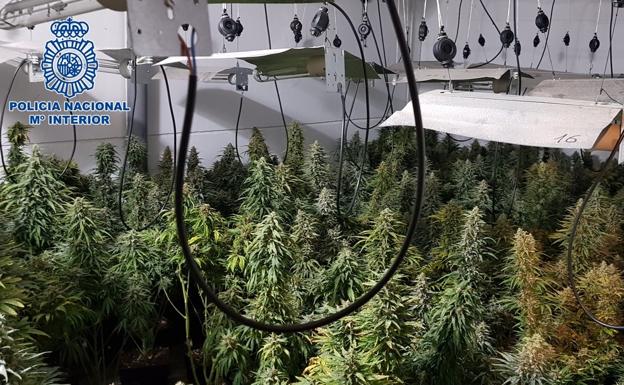 Cuádruple operación policial contra la marihuana en viviendas del Zaidín y Cenes de la Vega