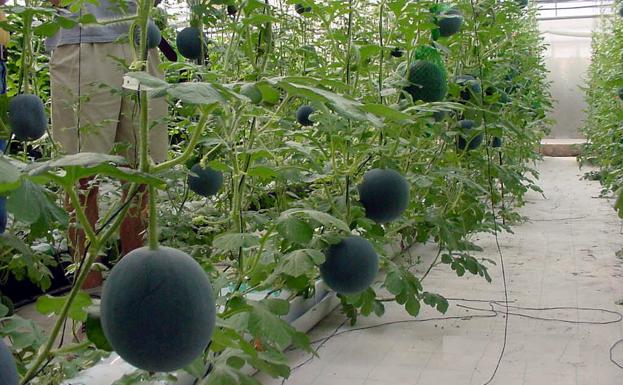 La importación de sandía en la UE se multiplica casi por nueve en un lustro