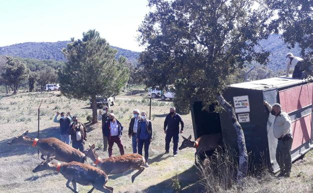 18 ciervas en estado de gestación han sido trasladadas a cercados en Despeñaperros