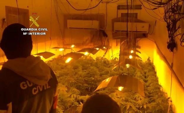 Caen siete grandes centros de producción de marihuana en varios pueblos de Granada