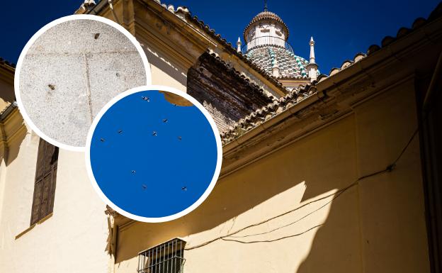 Las abejas de Santo Domingo inquietan al Realejo