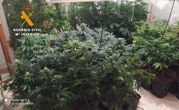 Cae un punto de venta de marihuana en Torreperogil con más de 350 plantas