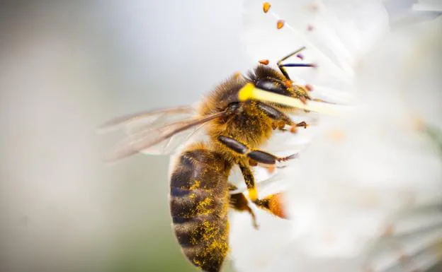 Las abejas actúan como rastreadores de contaminación ambiental en el radio de 8 kilómetros de su colmena. /