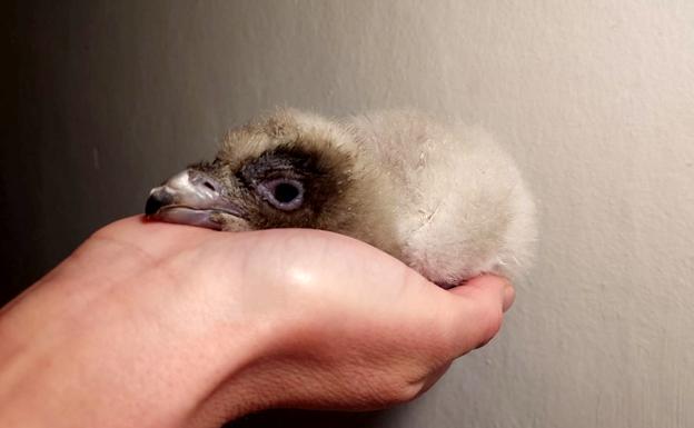 Guinness, el quebrantahuesos de récord en Guadalentín