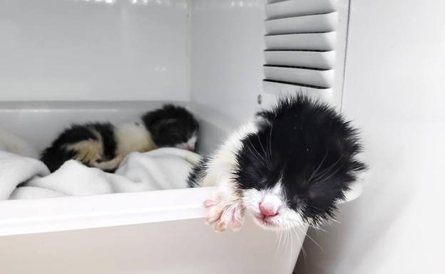 Alertan sobre el envenenamiento de gatos en La Zubia: el Seprona busca al responsable