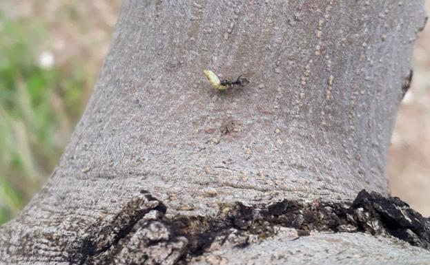 Comprueban que las hormigas son efectivas contra las dos principales plagas del olivar