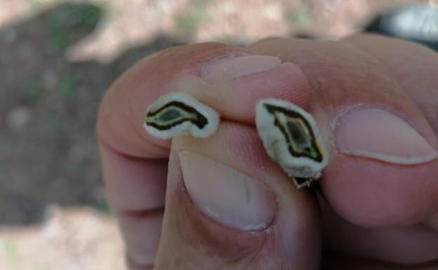 Agricultores de Almería dan por perdida la cosecha de almendra