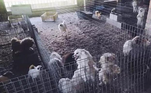 El Gobierno felicita a los responsables del desmantelar un criadero ilegal de perros en Granada