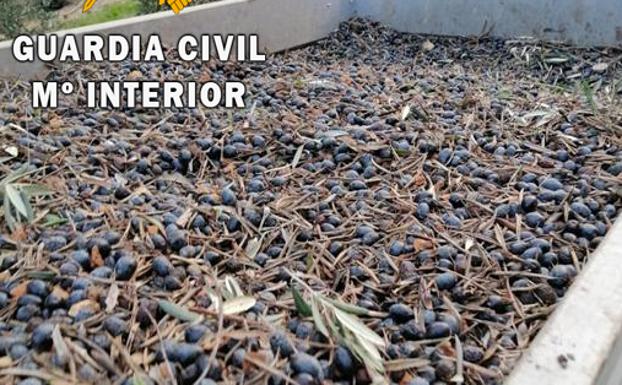 La Guardia Civil investiga a siete personas por el robo de 14 toneladas de aceituna
