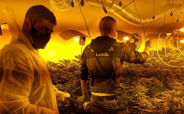 Más de 1.700 plantas de marihuana incautadas y cinco detenidos en un operativo antidroga en la provincia de Granada