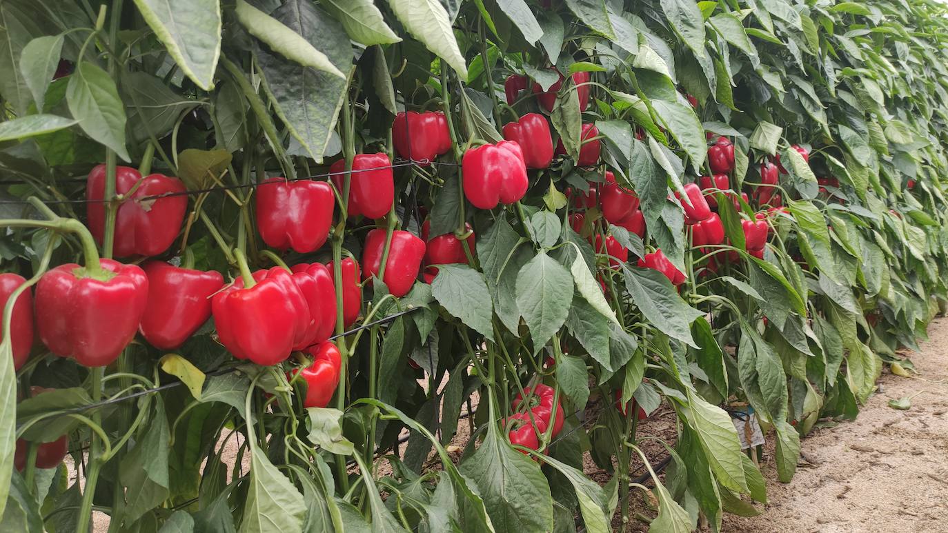 El pimiento marca un récord en precio llegando hasta superar los cinco euros