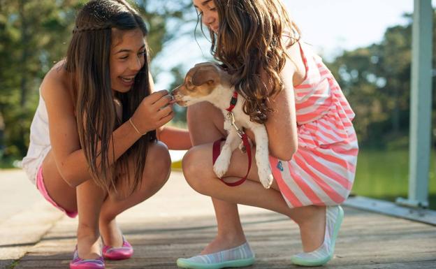 Si eres suscriptor IDEAL On+, tus mascotas también tienen descuentos exclusivos