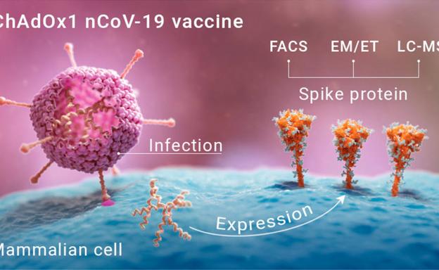 Revelan por primera vez la espícula del coronavirus tras recibir la vacuna