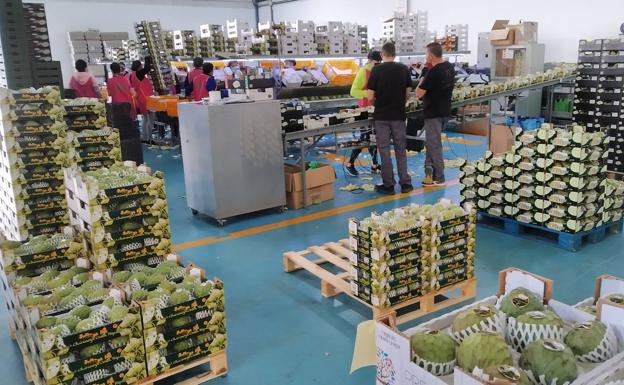 La Costa batirá el récord de producción de subtropicales tras perder la mitad de la cosecha esta campaña