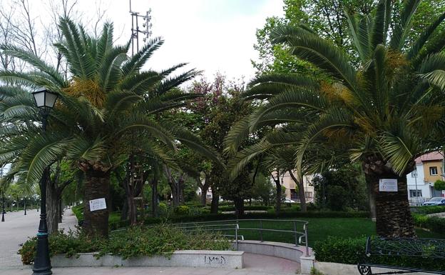 Piden a los propietarios de palmeras en Torredonjimeno que cumplan con la normativa contra el picudo rojo