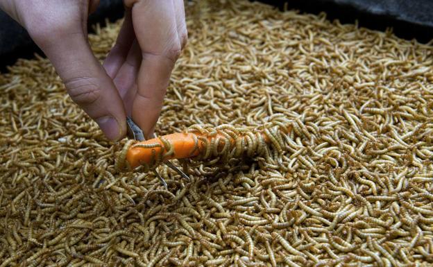 Génave busca en la cría de insectos alternativas al olivar