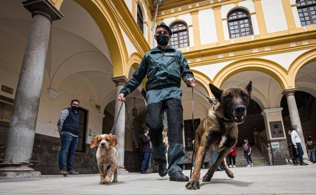 La UGR ensaya con perros para que detecten indicios en la escena del crimen