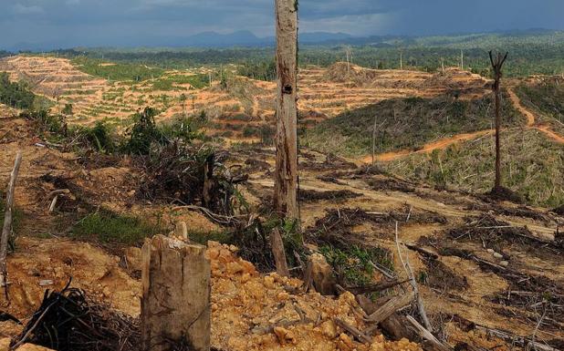 España, el tercer comprador europeo de cultivos que devoran la selva tropical