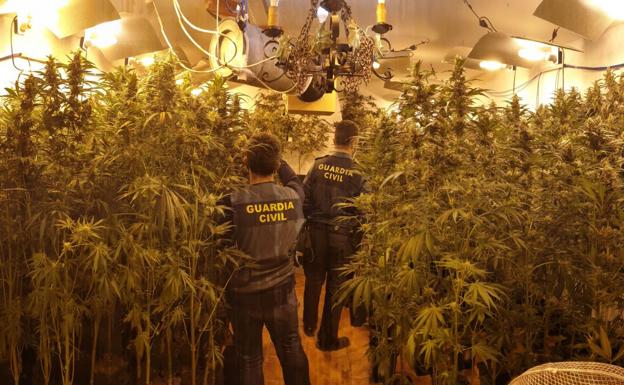 Detenidos con cerca de 400 plantas de marihuana en Arroyo del Ojanco y Villacarrillo