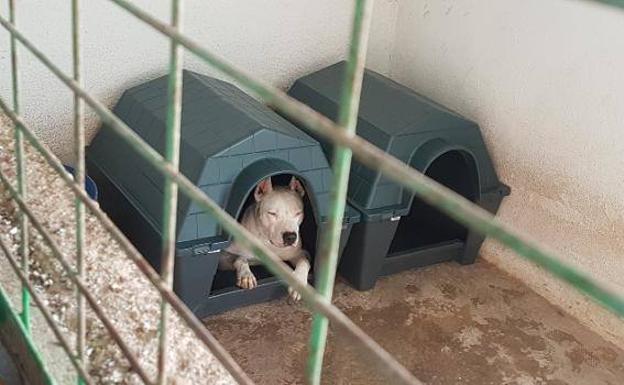 PACMA, satisfecho con haber incluido propuestas animalistas en la ordenanza municipal