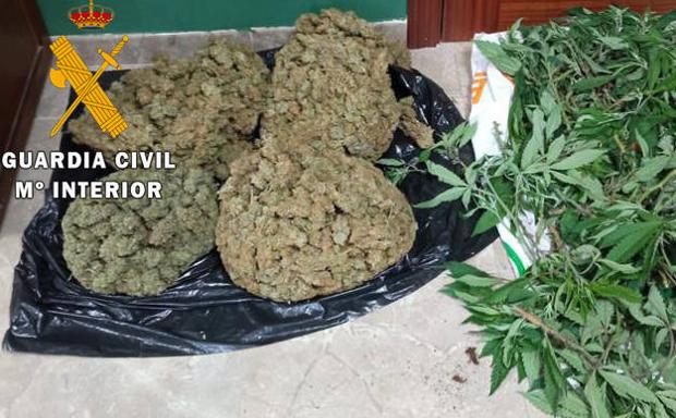 Intervenidas 85 plantas de marihuana y 4.040 gramos de la misma sustancia en Lopera